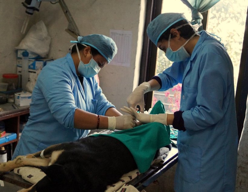 Hajar working in Nepal as a vet